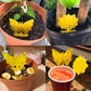 120 Pack Sticky Fruit Fly Traps Gnat Traps For House Indoor, Fruit Fly Traps And Fungus Gnat Sticky Trap Plant Flies Killer, House Plant Fungus Gnat Killer Indoor And Outdoor Bug Trap,
