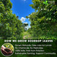 FRESHDRINKUS 40 Premium Soursop Graviola Leaf Tea Bags, 100% Natural And Pure From Soursop Leaves, Handmade, Made With Natural Materials-Corn Fiber Tea Bag, Sugar/Caffeine/Gluten Free, Hoja Guanabana Tea
