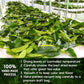 FRESHDRINKUS 40 Premium Soursop Graviola Leaf Tea Bags, 100% Natural And Pure From Soursop Leaves, Handmade, Made With Natural Materials-Corn Fiber Tea Bag, Sugar/Caffeine/Gluten Free, Hoja Guanabana Tea