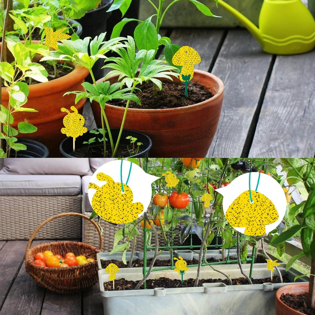 48 Pack Gnat Traps For House Indoor, Sticky Traps For Gnats Fruit Fly Traps For Indoors Plant Gnat Killer Indoor, Gnat Trap Fungus Gnat Sticky Trap Flies Bug Plant Trap,