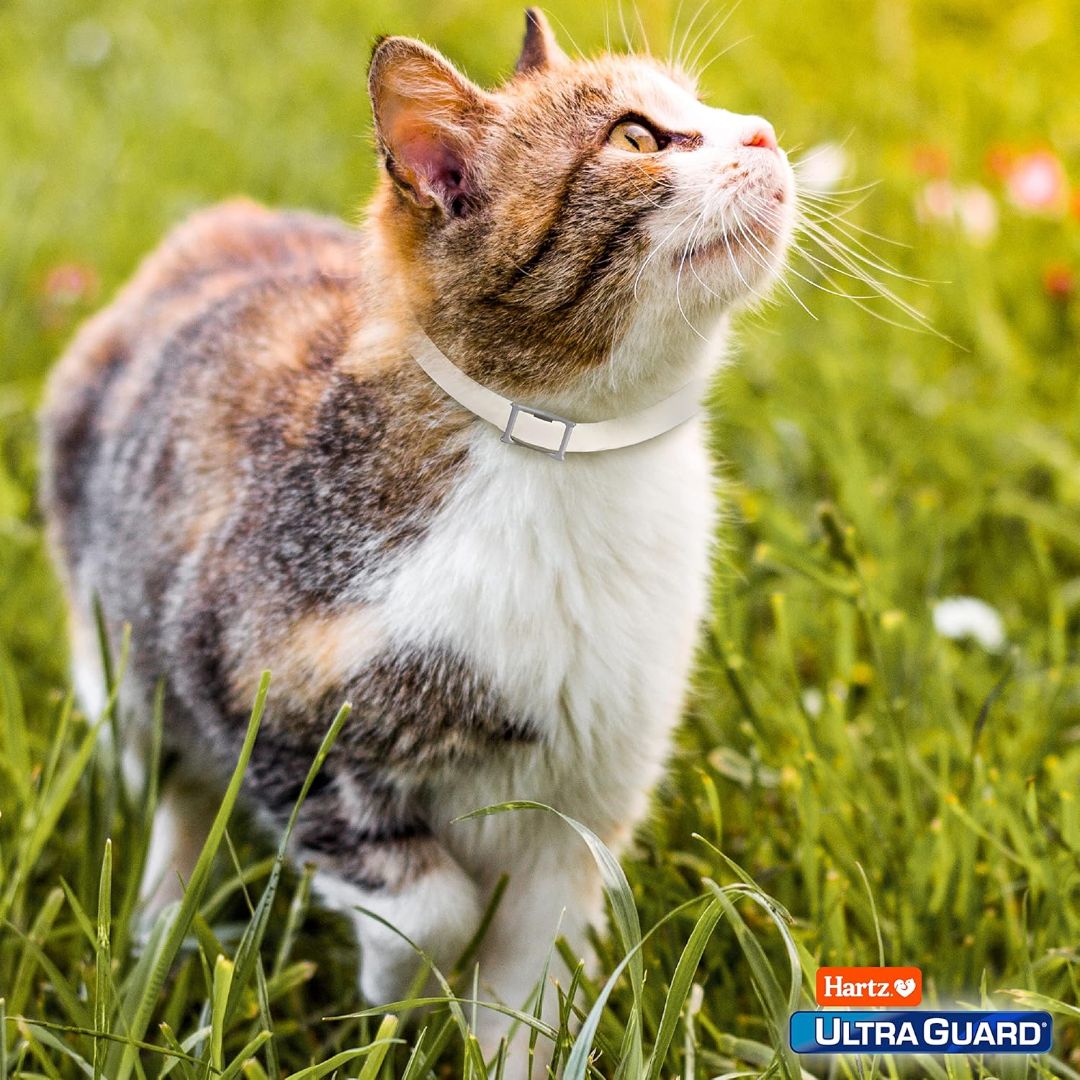 Hartz Ultra Guard Flea & Tick White Collar For Cats & Kittens