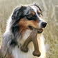 Benebone Indestructible Wishbone Dog Chew Toy For Aggressive Chewers, Long Lasting Tough Boredom Breaker For Dogs, Real Peanut Flavour, For Medium Dogs, Made In The USA.,