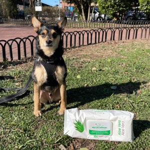 Best Pet Supplies Dog Wipes with Aloe Vera Cleansing and Deodorizing Wipes for Paws Coats and Ears