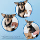 Best Pet Supplies Dog Wipes with Aloe Vera Cleansing and Deodorizing Wipes for Paws Coats and Ears