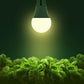 Briignite 4 Pack Grow Light Bulbs, LED White Bulb A19 Bulb, Full Spectrum Plant Bulbs E26 Base, 11W 100W Equivalent, For Indoor Plants, Seed Starting,