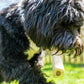 Cadet Peanut Butter Stuffed Shin Bone, Large, Long-Lasting Dog Chew, High Protein, Dental Support