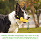 Carllg Tough Squeaky Dog Chew Toy Durable Corn Stick for Aggressive Chewers All Breed Sizes