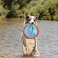 Chuckit Paraflight Disc Large 9.75 Inch Dog Toy Water Floating Flyer Soft Rubber Edges for Fetching Medium to Large Dogs