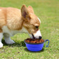 Collapsible Pet Bowls 2 Pack Small Blue and Green Feeding and Watering Bowls with Carabiners for Travel