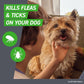 Frontline Plus Flea and Tick Treatment for Large Dogs 45–88 lbs 6 Monthly Doses