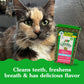 Greenies Dental Treats for Adult Cats, Savory Salmon Flavor, 21 oz Tub
