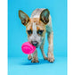 Hartz DuraPlay Ball Squeaky Latex Dog Toy Medium Size Pack of 3 Durable Soft Chew Balls for Dogs