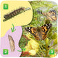 Insect Lore Butterfly Garden Kit STEM Activity with 10 Live Caterpillars Habitat Feeder and Log