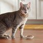Meow Mix Tenders in Sauce Wet Cat Food Variety Pack 2.75 oz Cups Poultry and Beef Flavors Pack of 24