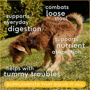 Native Pet Organic Pumpkin Powder for Dogs 30 Scoops Digestive Supplement for Diarrhea Constipation