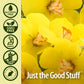 Nature's Answer Mullein Drops, 1 oz, Alcohol-Free Lung Support Supplement, Non-GMO, Made in USA