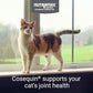 Nutramax Cosequin joint health supplement for cats 60 soft chews with glucosamine chondroitin and omega 3