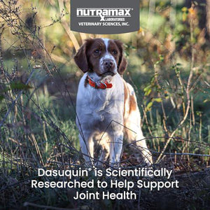 Nutramax Dasuquin MSM Joint Supplement for Dogs with Glucosamine Chondroitin Boswellia Green Tea 84 Soft Chews