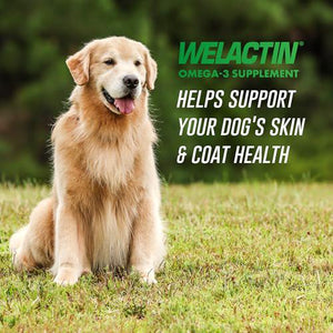 Nutramax Welactin Omega 3 Fish Oil Liquid 16 oz Skin and Coat Supplement for Dogs