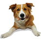Nylabone Healthy Edibles Bison Chew Treats for Medium Dogs 2 Count Natural Long Lasting Bones