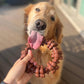 Nylabone Textured Ring Power Chew for Aggressive Chewers X-Large Dog 1 Count