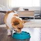 Outward Hound Fun Feeder Slo Bowl Medium Mini Turquoise Slow Feed Dog Bowl