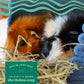 Oxbow Western Timothy Hay 90 oz All Natural Grass for Guinea Pigs Rabbits Chinchillas and Hamsters