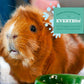 Oxbow Essentials Adult Guinea Pig Food, 10 lb, Timothy Hay-Based Pellets with Vitamin C, Made in USA