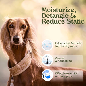 Pawfume Dog Cologne Spray Long Lasting Fresh Hypoallergenic Scent with Moisturizer Detangler 1 Pack