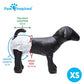 Paw Inspired Disposable Female Dog Diapers X Small 32 Count for Heat Excitability or Incontinence