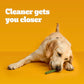 Pedigree Dentastix Fresh Flavor Dental Treats for Large Dogs 1.87 lb Bag 36 Chews