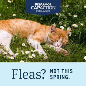 PetArmor CapAction Flea Tablets for Cats 2 to 25 lbs 6 Fast Acting Oral Doses Starts in 30 Minutes
