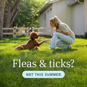 PetArmor Plus Flea & Tick Prevention for Dogs, Large Dogs 45–88 lbs, 6 Doses, Waterproof Topical