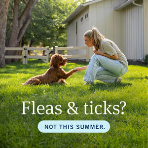 PetArmor Plus Dog Flea and Tick Treatment Small Dogs 6 Count Fast Acting Long Lasting Topical Formula