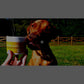 Pet MD Wrap-A-Pill 4.2 oz Cheese and Bacon Flavor Pill Paste for Dogs Makes Pocket to Hide Pills and Medicine Easy Medication Aid