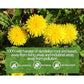 ULTHMOK Premium Dandelion Leaf And Root Tea,50 Tea Bags /3.53Oz, For Liver And Kidney Health, Roasted Detox Herbal Tea. Support Digestion And Boost Immune System, Caffeine Free.