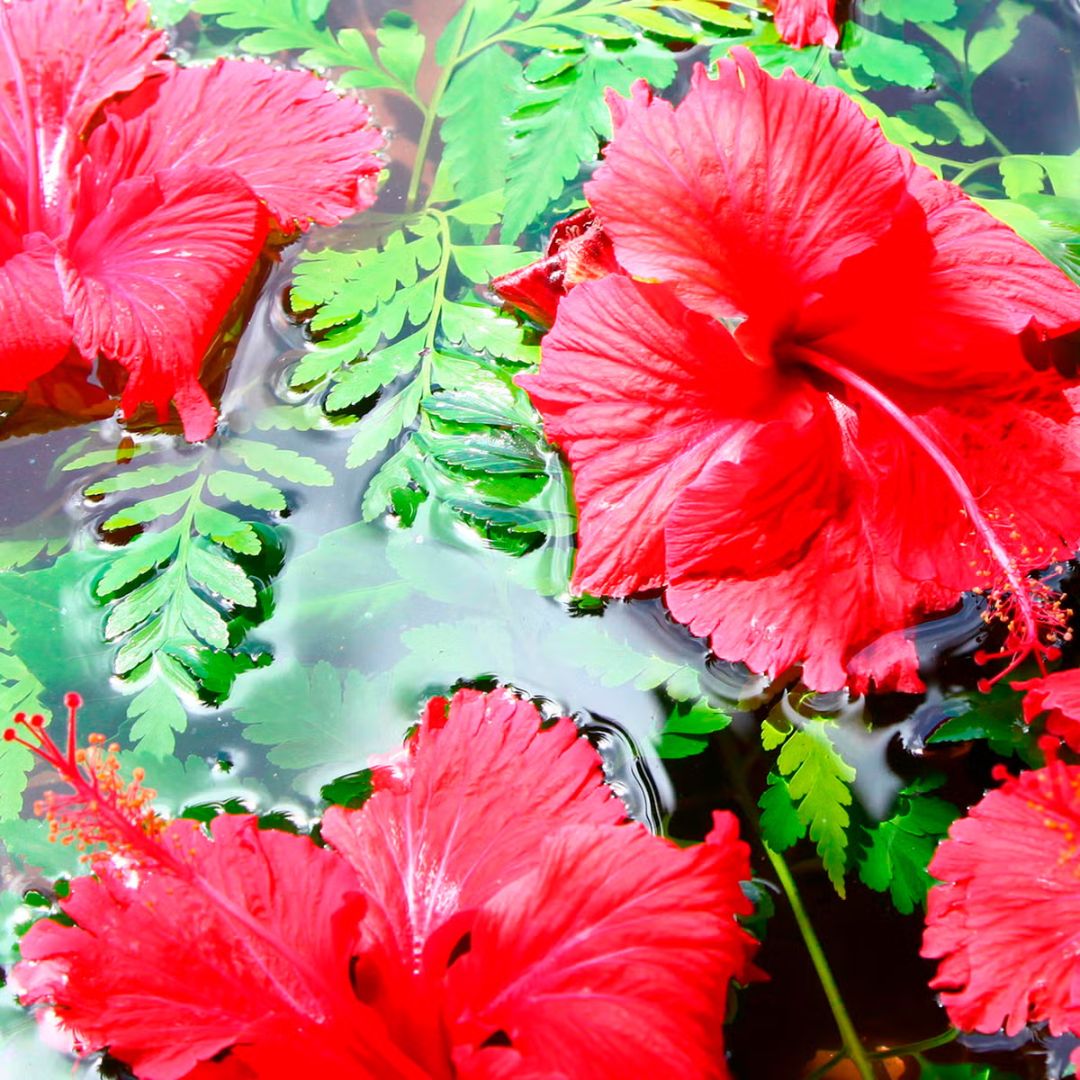 Maui Moisture Daily Hydration + Hibiscus Water Shampoo For All Hair Types 385ml,022796170811