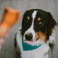 Wholesome Pride Sweet Potato Chews 32 oz Single Ingredient Dog Treats Grain Free Natural Snack
