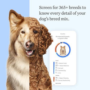Wisdom Panel Essential Dog DNA Test Kit, 365 Breeds, 30 Health Conditions, 50 Traits, Relatives Reported