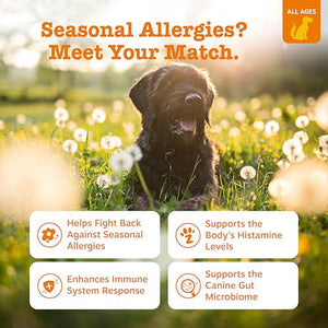 Zesty Paws Dog Allergy Chews Salmon 90 Count with Probiotics Itchy Skin and Ear Relief for Dogs